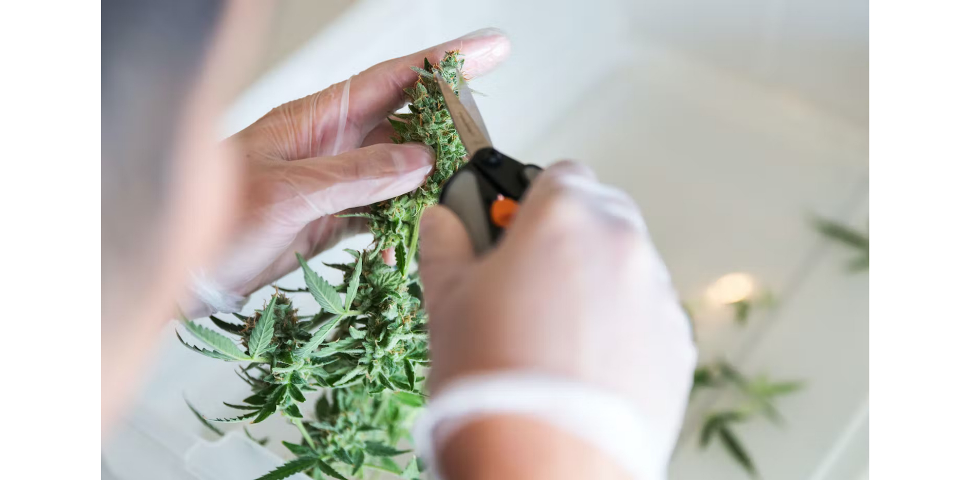 Are cannabis hand-trimmers an endangered species?