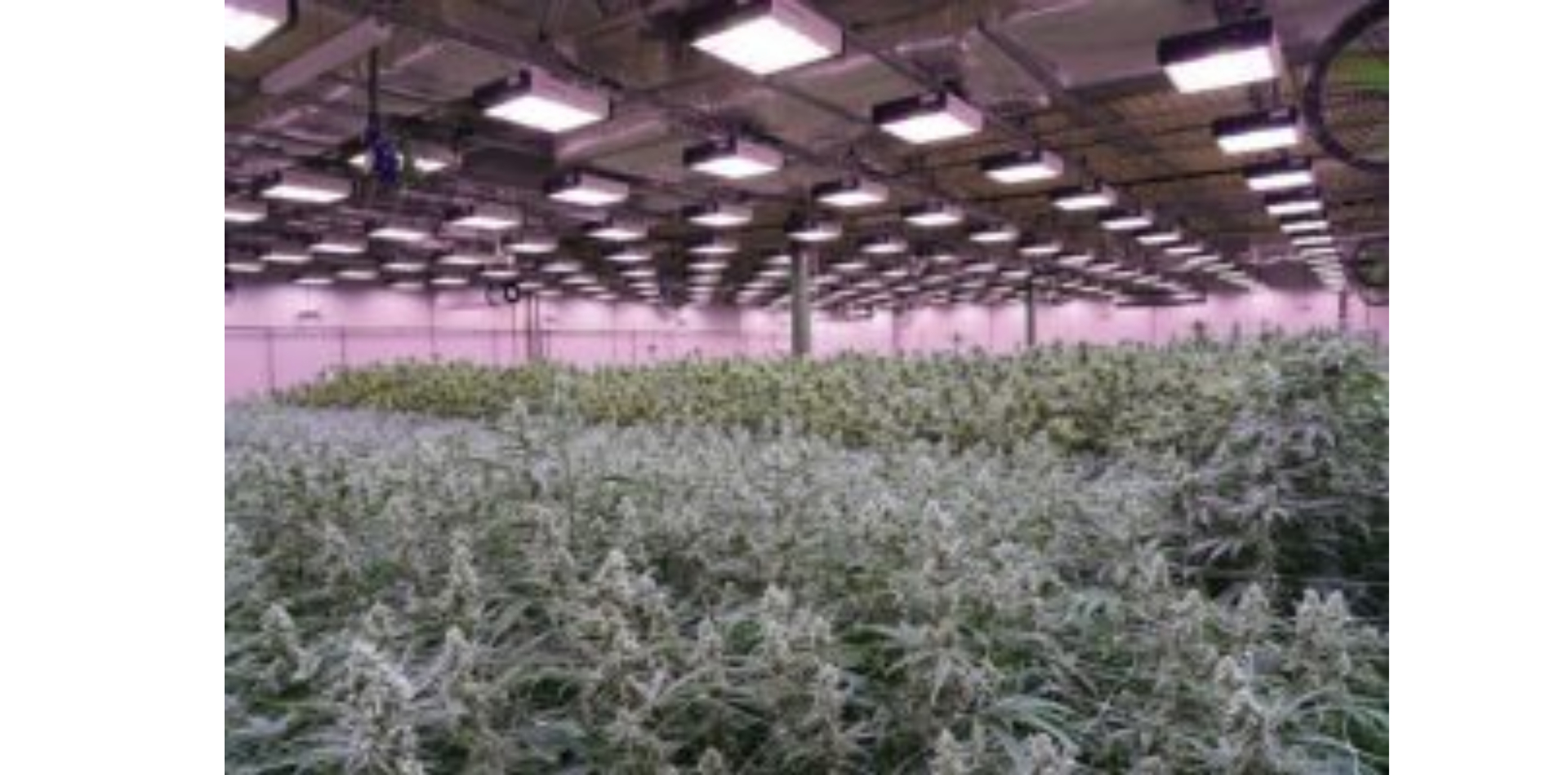 The Cannabis Cultivation Costs by State