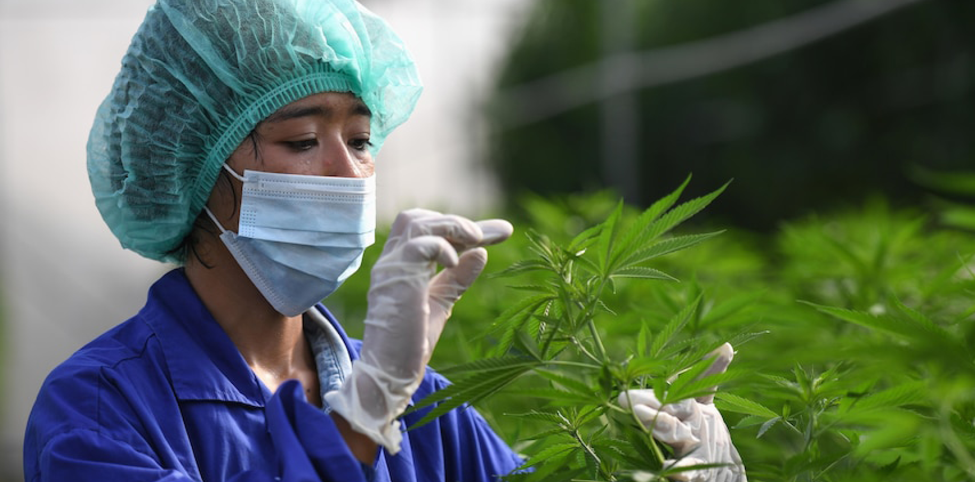 Thailand removes cannabis from narcotics list, decriminalises growing plants at home