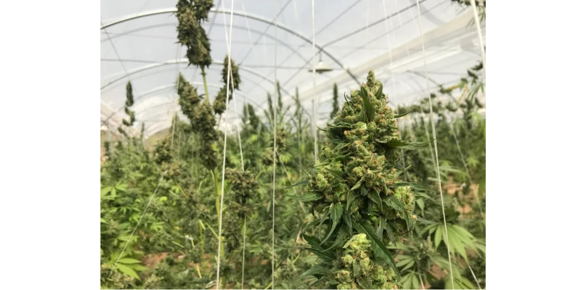 Cannabis Do-Gooders: These Companies Are Lending A Helping Hand Against COVID-19