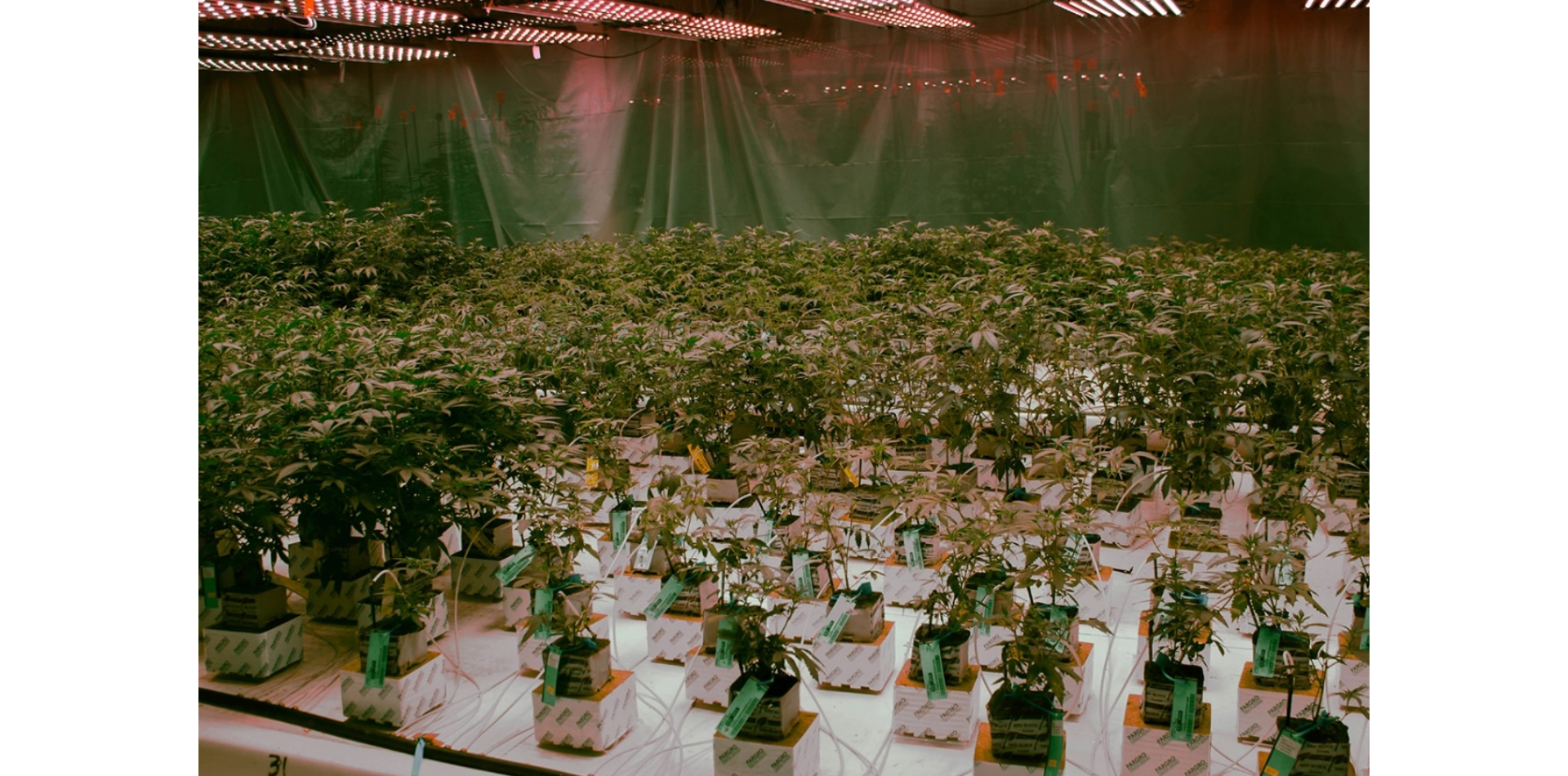 American pot is the gold standard. But Canada leads the export game — for now