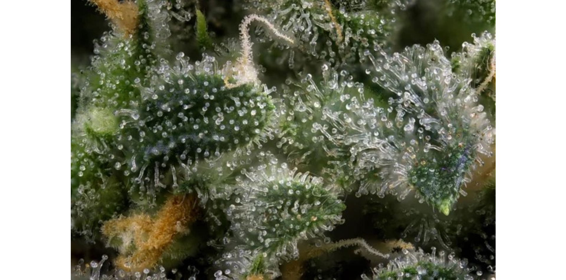 Cannabis Terpenes: What Growers Need to Know