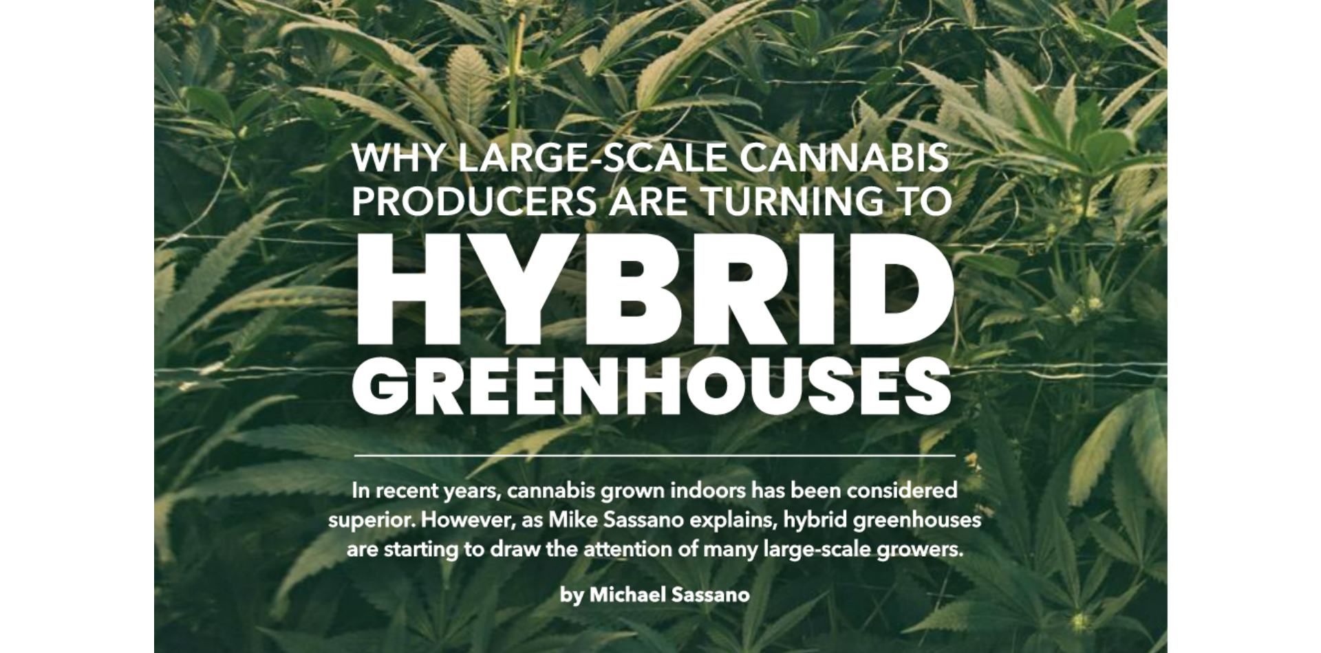 Why Large-scale cannabis producers are turning to Hybrid Greenhouses