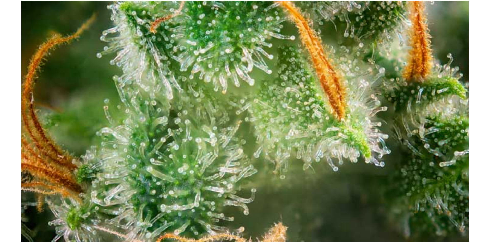 7 Ways to Increase Terpene Levels in Cannabis