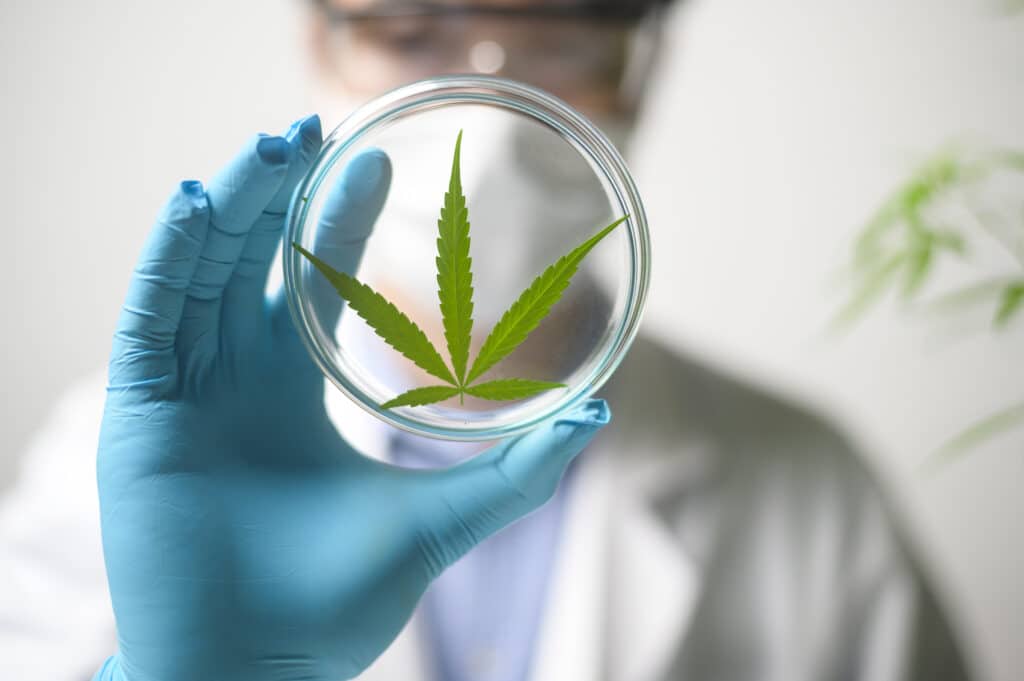 Uno scienziato sta controllando e analizzando un esperimento di cannabis sativa, pianta di canapa per l'olio di cbd farmaceutico a base di erbe in un laboratorio