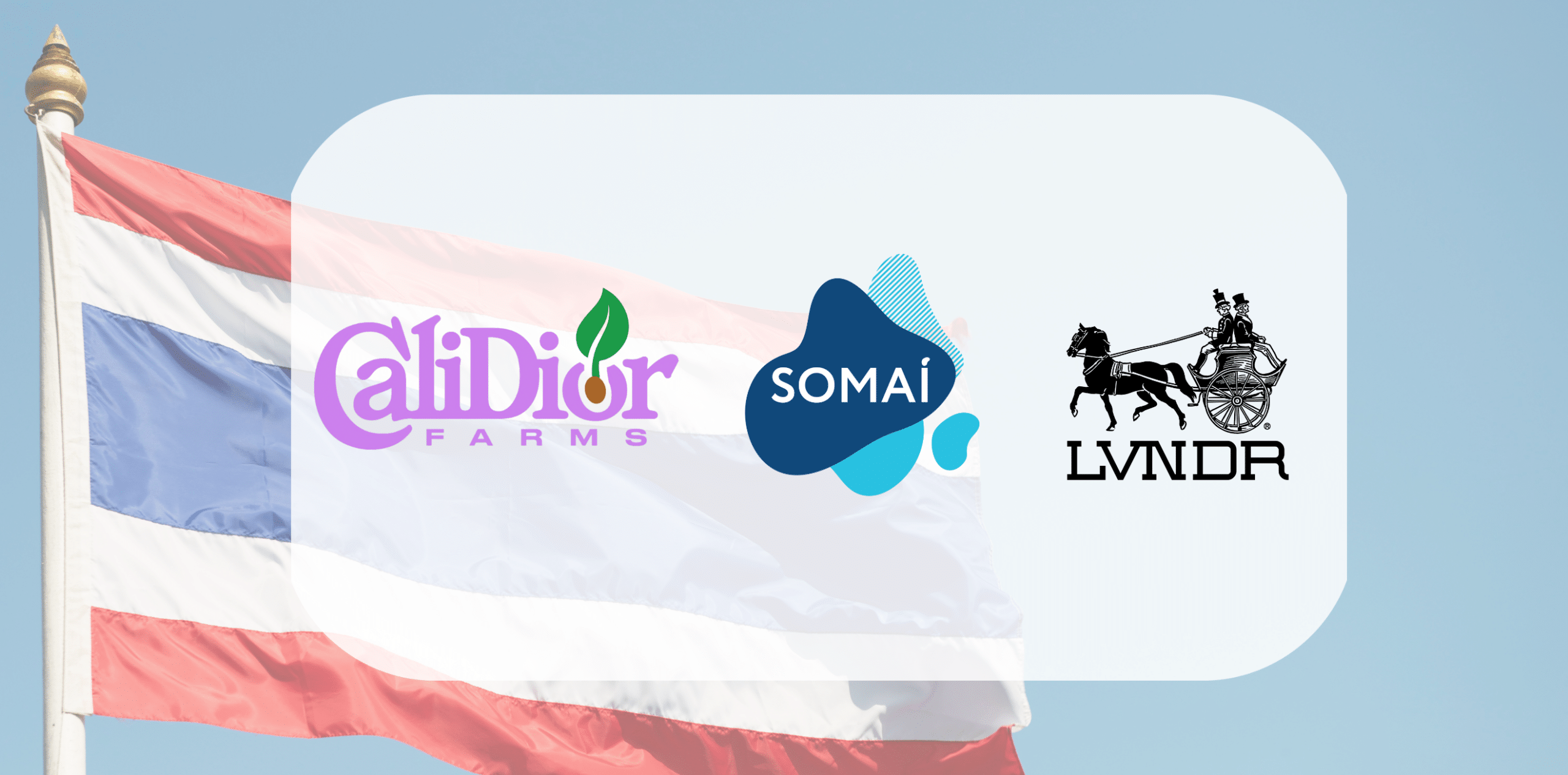 Eyes on Thailand in the Global Medical Cannabis Scene: SOMAÍ and Cali Dior Lead the Revolution